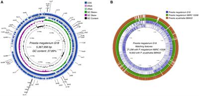 Genomic analysis of acid tolerance genes and deciphering the function of ydaG gene in mitigating acid tolerance in Priestia megaterium